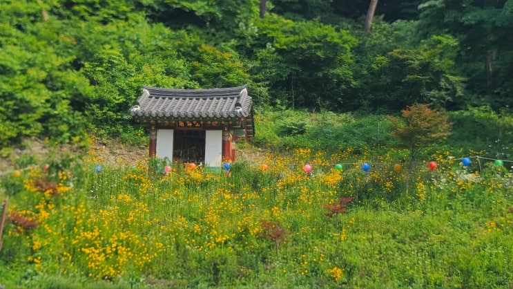  금계국이 산사에 피었습니다
