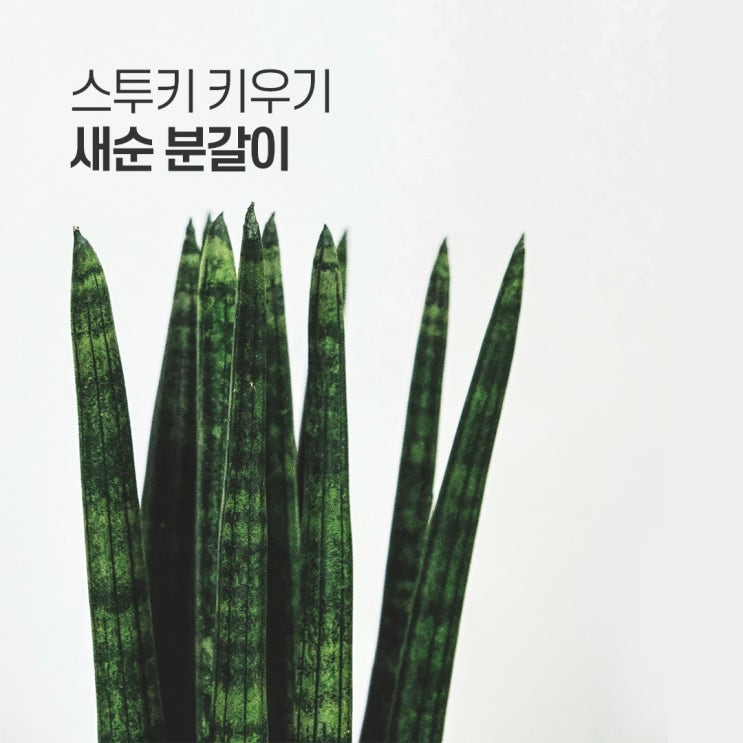  스투키 키우기 새순 분갈이
