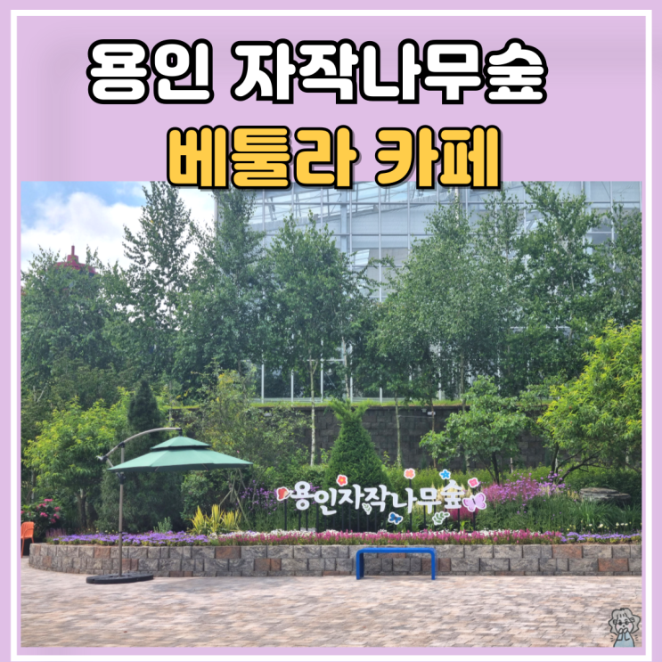 용인자작나무숲 입장료 주차장 수국축제 카페 베툴라