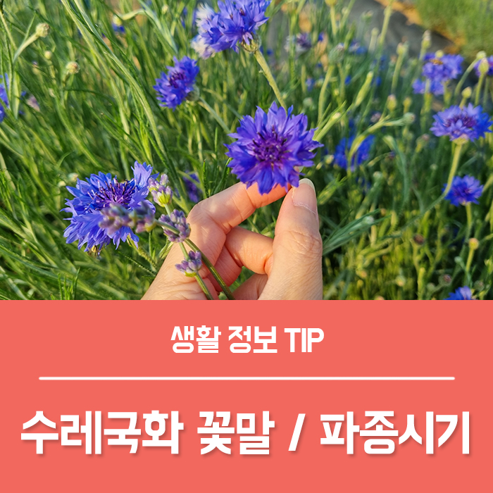  수레국화 꽃말 수레국화 씨앗 파종시기 키우기 방법 총정리!