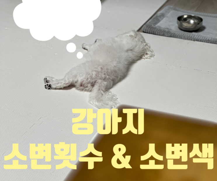  강아지 소변 횟수, 소변색 의심해야하는 이유