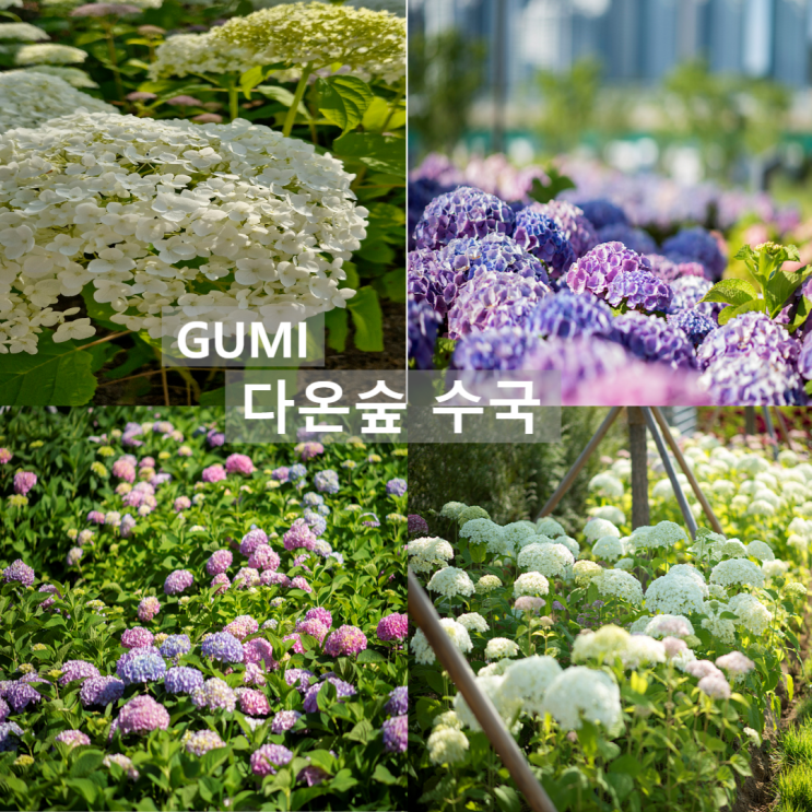  구미 다온숲 수국 명소 실시간 개화 상황, 주차장