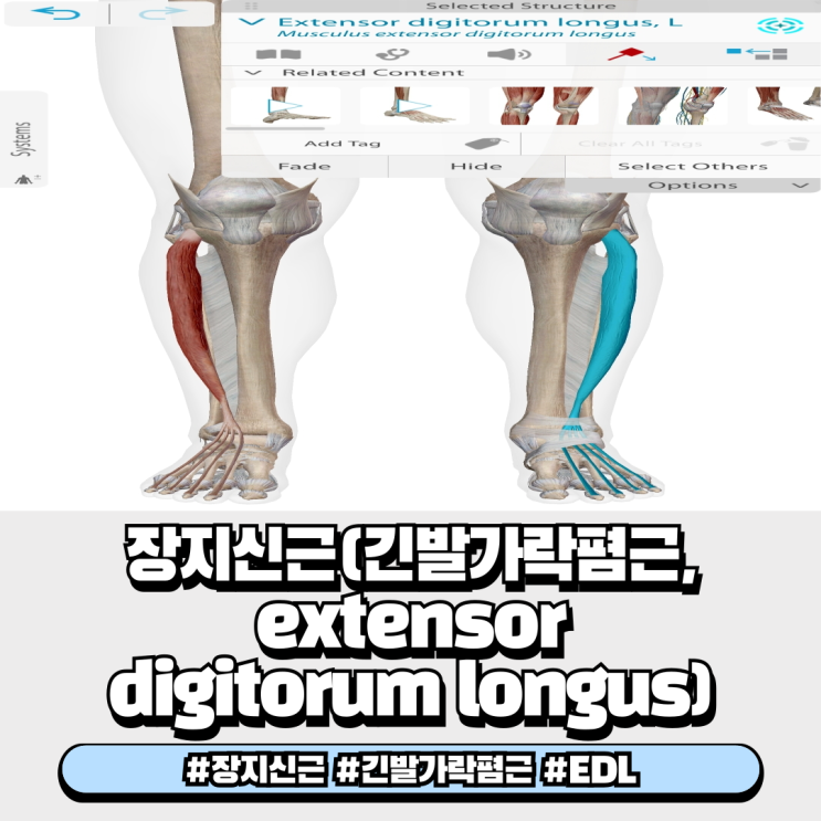  장지신근 긴발가락폄근 Extensor digitorum longus 기시점, 정지점