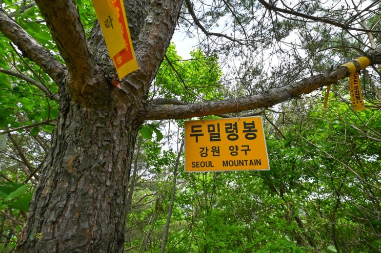 강원도 양구 두밀령봉 임도를 걷는 여행같은 등산코스로 산행 강원도 양구 두밀령봉 임도를 걷는 여행같은 등산코스로 산행