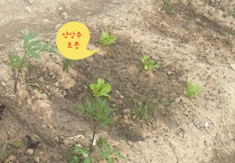  텃밭일지 특별 편 ; 양상추 결구되다!