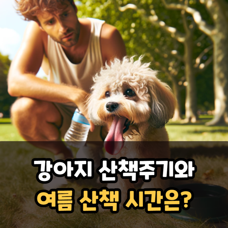 강아지 산책주기와 여름 산책 시간은?
