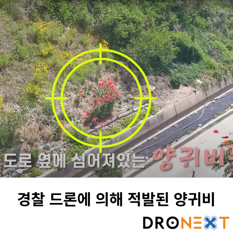  경찰 드론 순찰에 의해 발견된 양귀비꽃, 불법 재배 적발