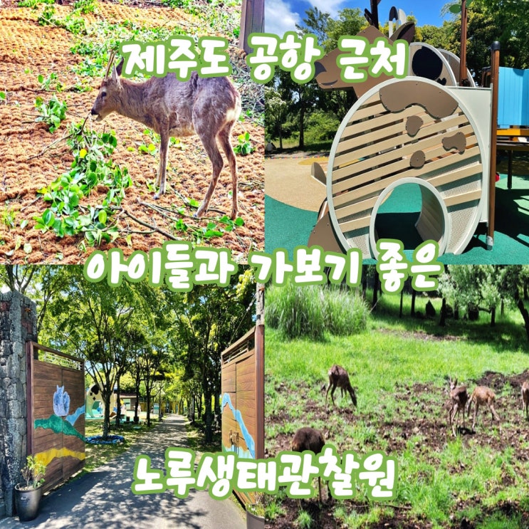  [제주도] 공항 근처 노루생태관찰원 아이들과 가보기 좋은 동물원, 먹이주기 체험(feat. 거친오름)