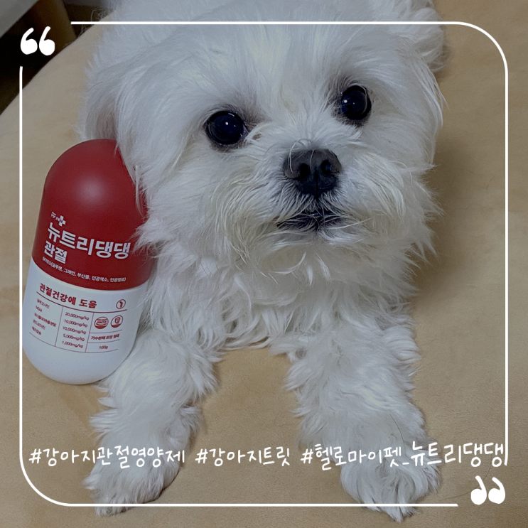  강아지영양제추천 관절영양제 슬개골관리 헬로마이펫 뉴트리댕댕