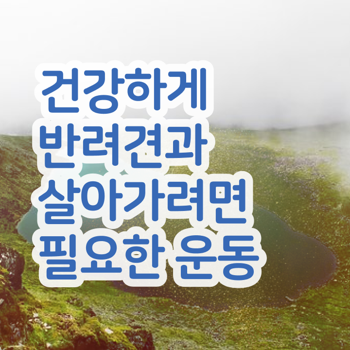  반려동물목욕관리사 반려견운동지도사 합격한 후기 , 역할과 하는일