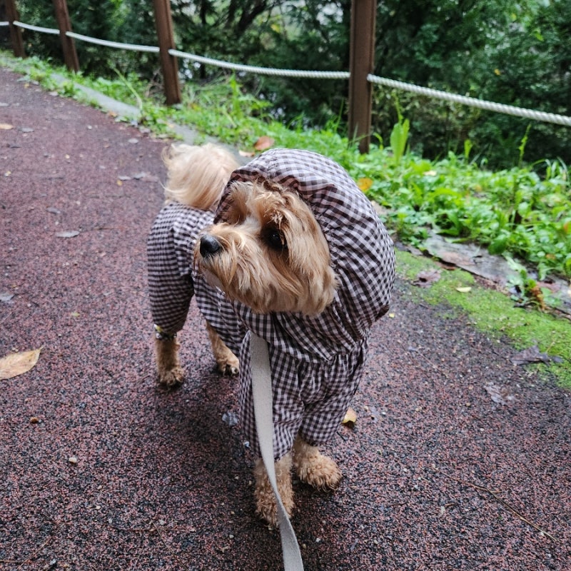 강아지 우비 바람막이 쏘오옥체크에어커버롤 후기