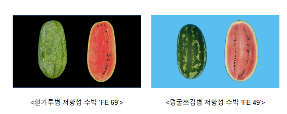 농촌진흥청, 병에 강한 육종용 수박 12점 개발 농촌진흥청, 병에 강한 육종용 수박 12점 개발