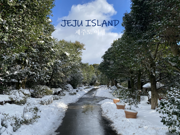  제주도 여행 제주 서쪽 코스: 오설록 티 뮤지엄, 카멜리아 힐