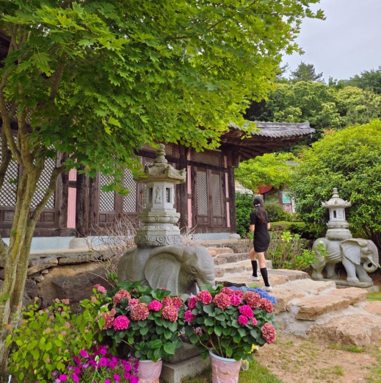  경남 사천 가볼만한곳 반야사 사찰 사천 수국 명소