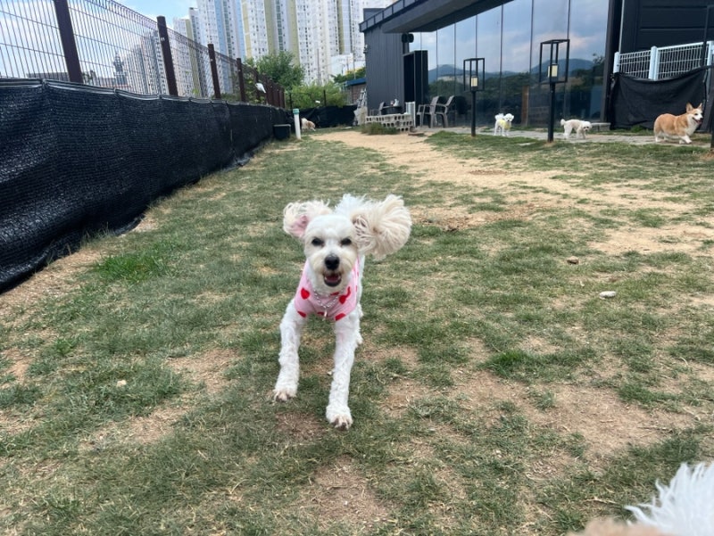피플앤퍼피
