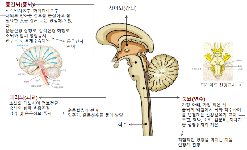 뇌의 기능과 뇌의 구조가 정신생리에 미치는 영향 : 네이버 블로그