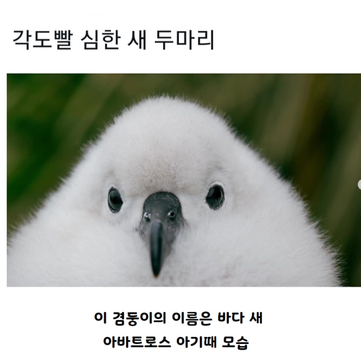  각도빨 심한 새 두마리, 알바트로스와 하피 독수리