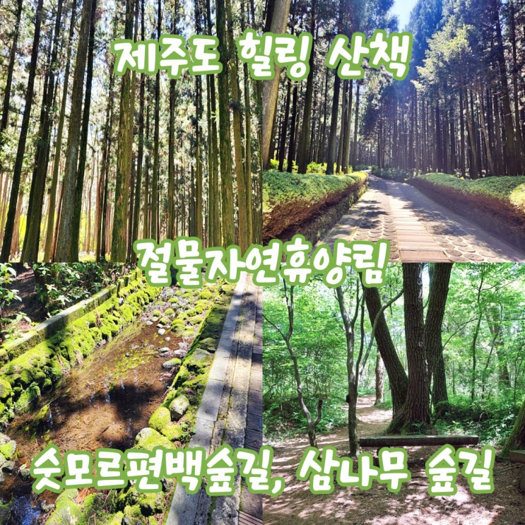  [제주도] 힐링 여행 숲길 산책 절물자연 휴양림(숫모르편백 숲길, 삼나무 숲길)