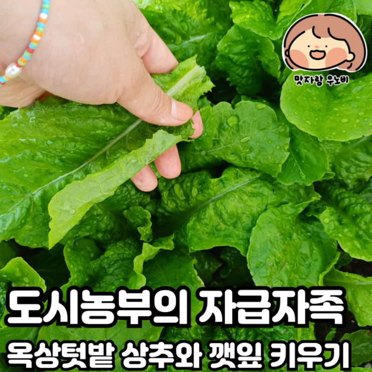  도시농부의 자급자족  옥상텃밭 상추와 깻잎 키우기