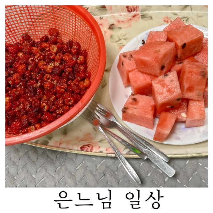  [은느님 일상]구찌 쫓아다니면서 손에 닿는 건 치우는 중