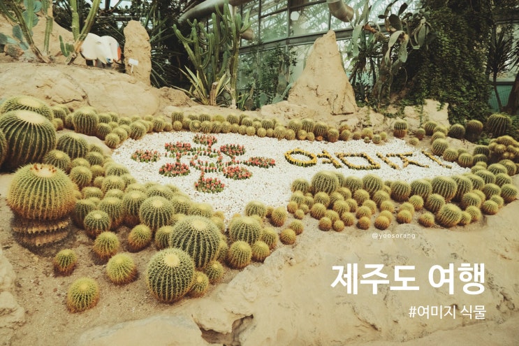 제주 여행 의외의 사진 맛집 여미지 식물원