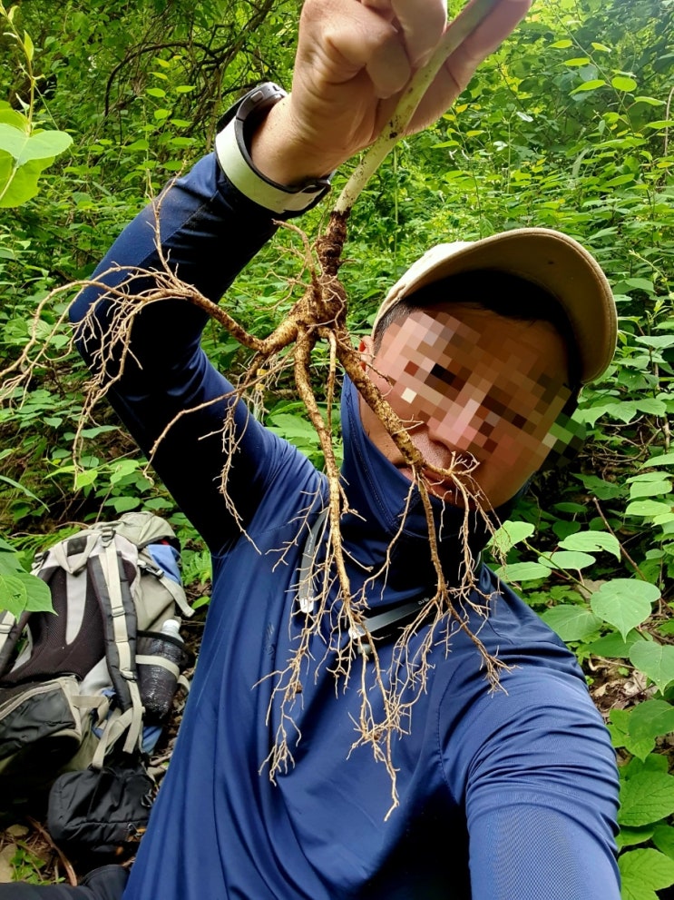 산삼 산행 힘들지만 질 좋은 산삼을 볼 때면 힘이 난답니다. 오랜만에 기분 좋은 산행 산삼 산행 힘들지만 질 좋은 산삼을 볼 때면 힘이 난답니다. 오랜만에 기분 좋은 산행