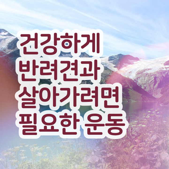  반려동물 직업 반려견운동지도사자격증 인강으로 간편하게 취득 정보