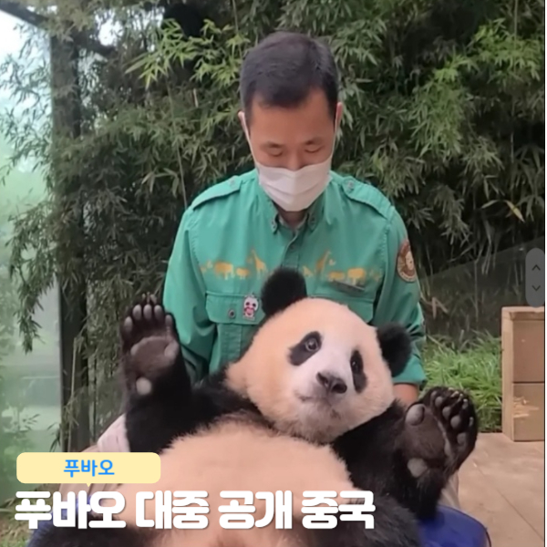  푸바오 공개 선수핑기지 중국 태도