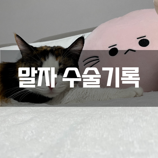  [병원기록] 23.12.09 - 말자 수술기록