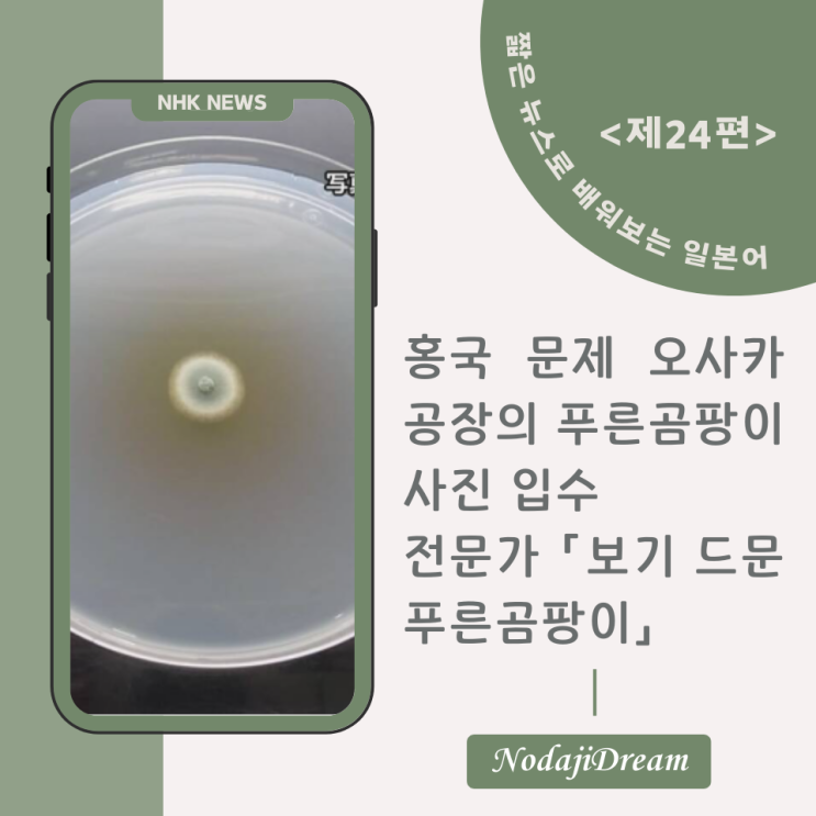 일본어 뉴스: 홍국 문제, 오사카 공장 푸른곰팡이 사진 입수