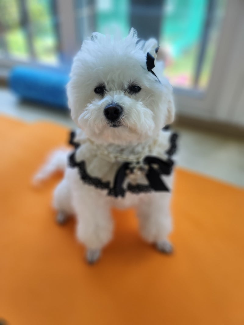 논산팻시터서비스