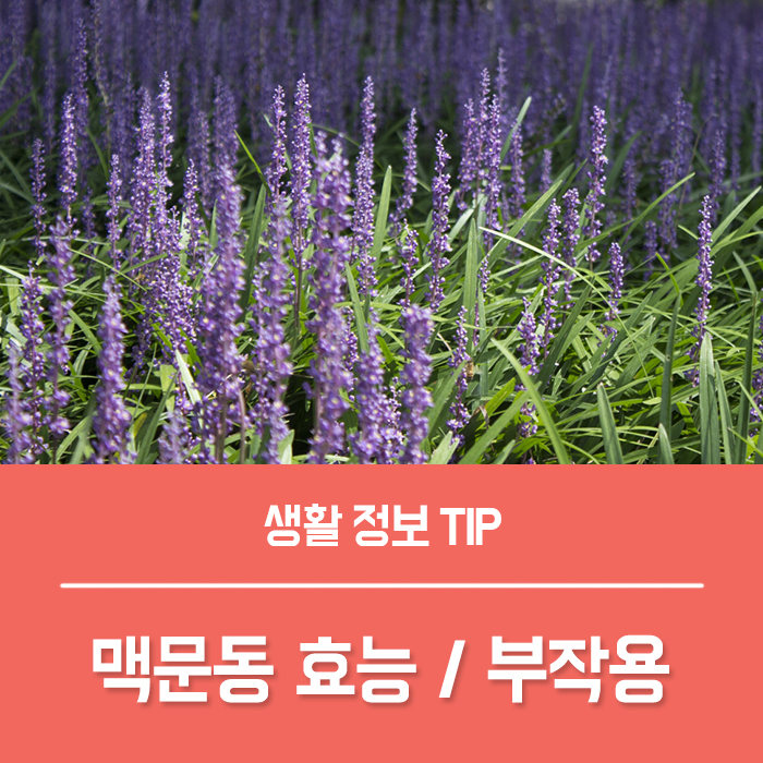  맥문동차 효능 TOP4, 볶은 맥문동 효능 부작용 맥문동탕 총정리!