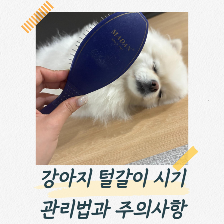  강아지 털갈이 시기와 관리방법, 주의사항까지