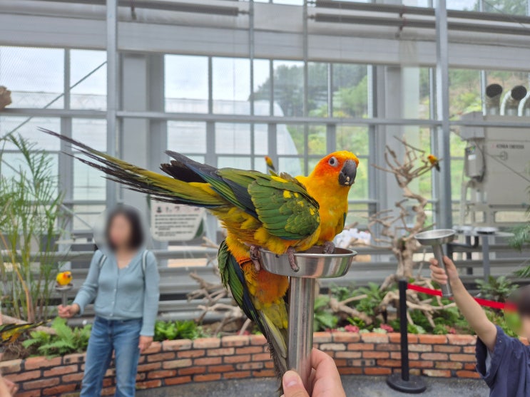 경기 가평 베고니아 새정원