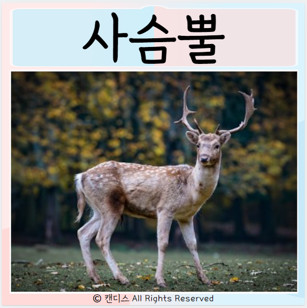  사슴뿔 효능 녹용 주의사항 장단점
