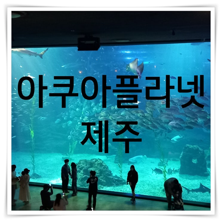  제주 실내 데이트 아쿠아플라넷 공연 후기