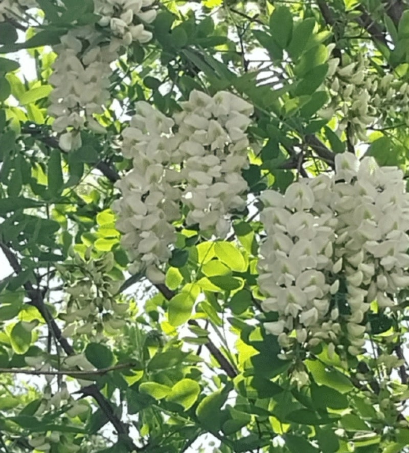아카시아가 아니라 아까시?