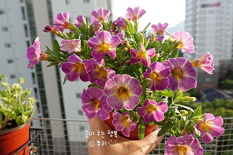 어반트 이미지