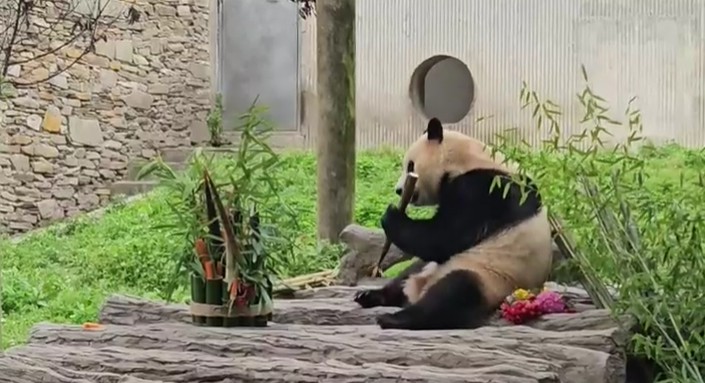 [<b>중국</b> <b>푸바오</b> <b>공개</b>] - 2개월만에 야외 방사장 죽순 먹는 모습!!!!!... 