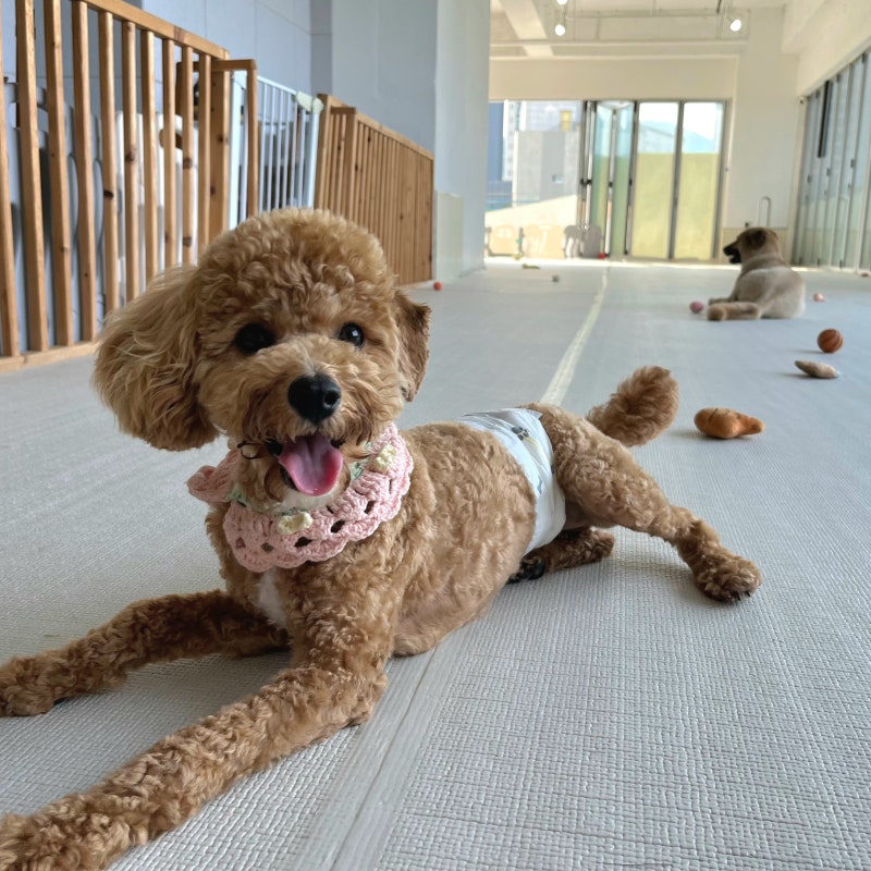 같이놀레오