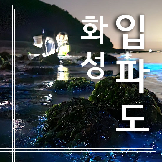  현충일에 입파도 1박2일 후기 - 바다의 반딧불이 같은 생물발광/야광충들 보니 정말 신기했어요~