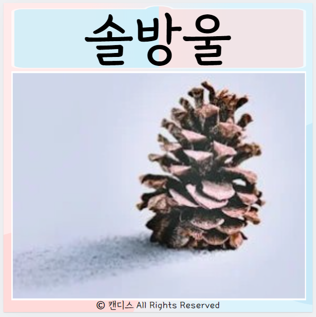  소나무 솔방울 효능 먹으면 좋은점? 주의사항