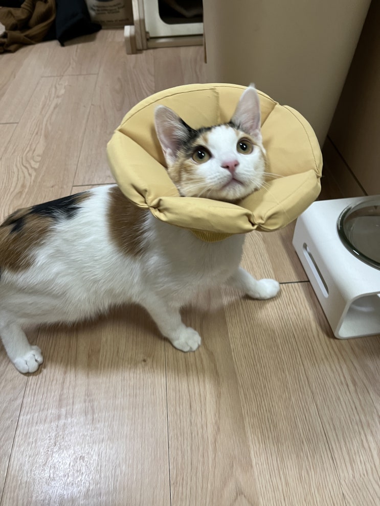  고양이 중성화 수술 비용 회복 시기 부작용 후기