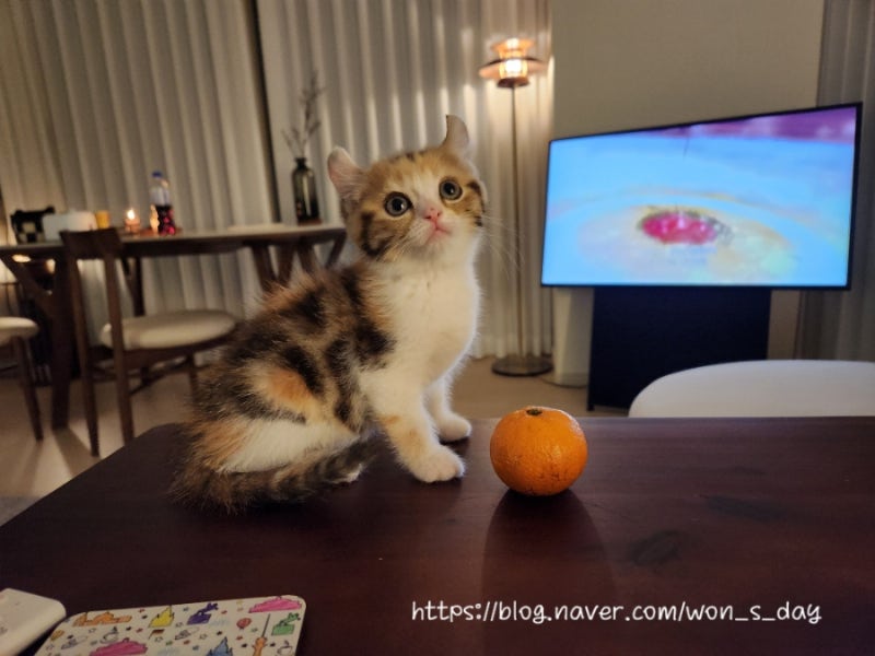 아기고양이 허피스 감기 증상(결막염,코피) 치료 후기