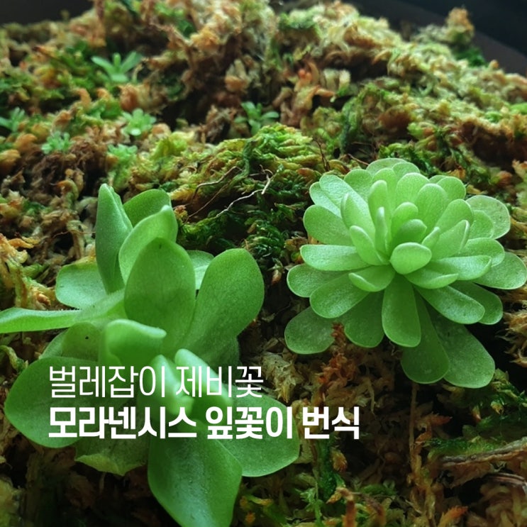  벌레잡이제비꽃 모라넨시스 에셀리아나 잎꽂이 번식 키우기