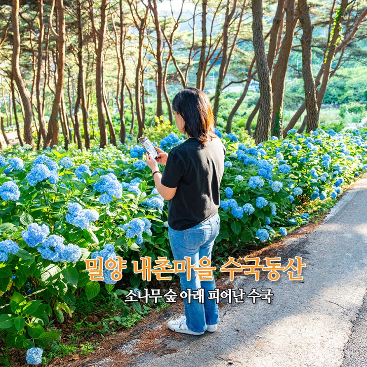  밀양 6월 가볼만한곳 내촌마을 수국동산 소나무 숲 아래 피어난 수국