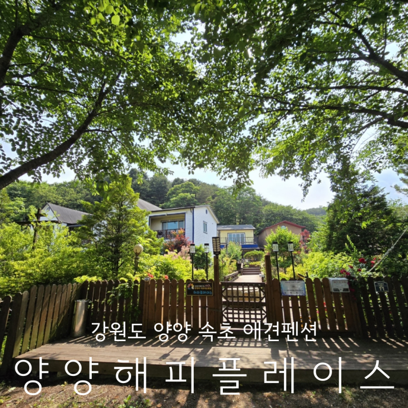 속초애견펜션 양양해피플레이스