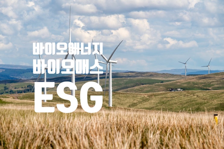  바이오 연료 르네상스(바이오매스, 거대 갈대, 유채, 식용유, 옥수수, 온실가스, 브라질, 팜유, 인도네시아, 말레이시아)