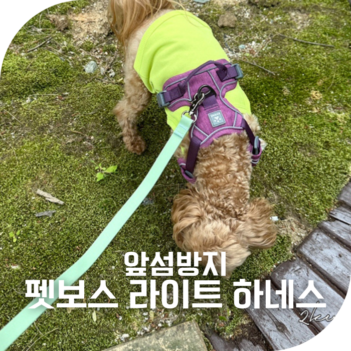 사진 8