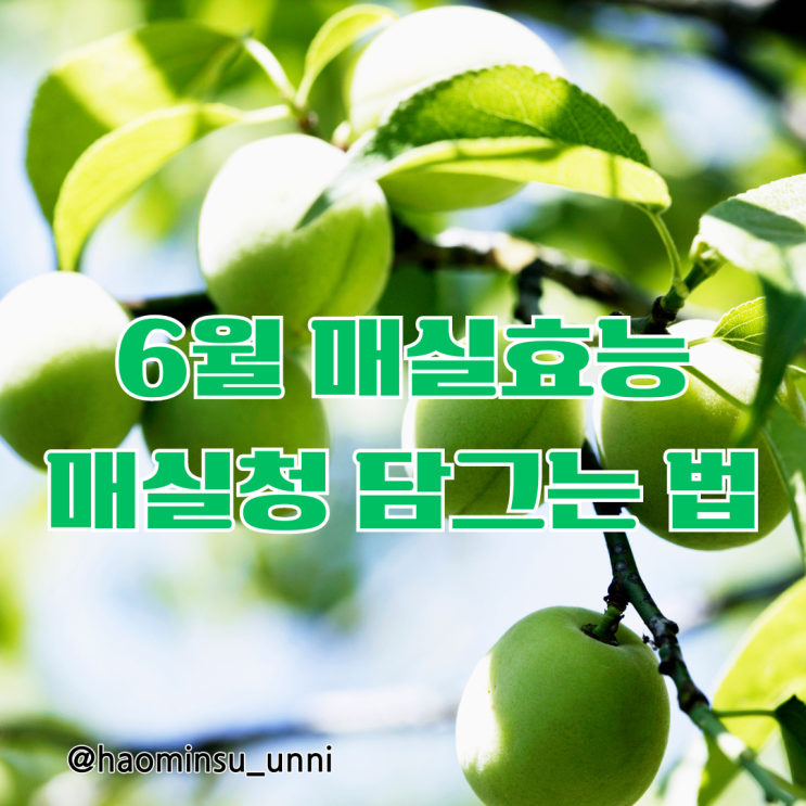  2024년 6월 매실 효능 매실청 담그는 법